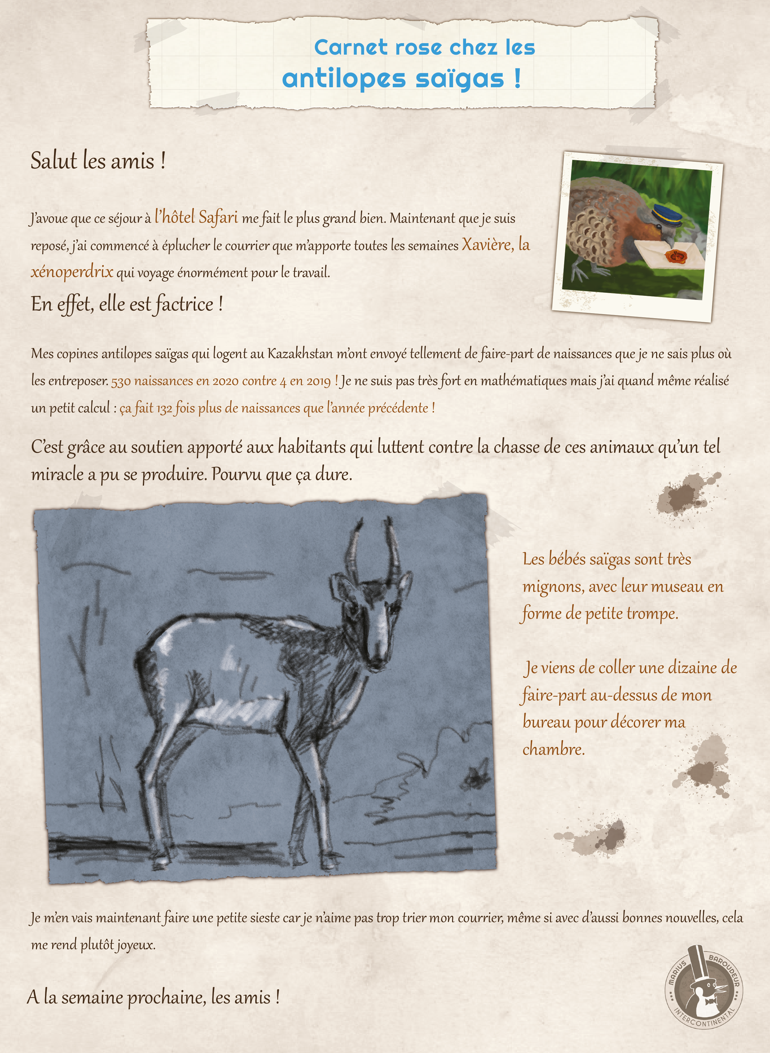 antilope saigas