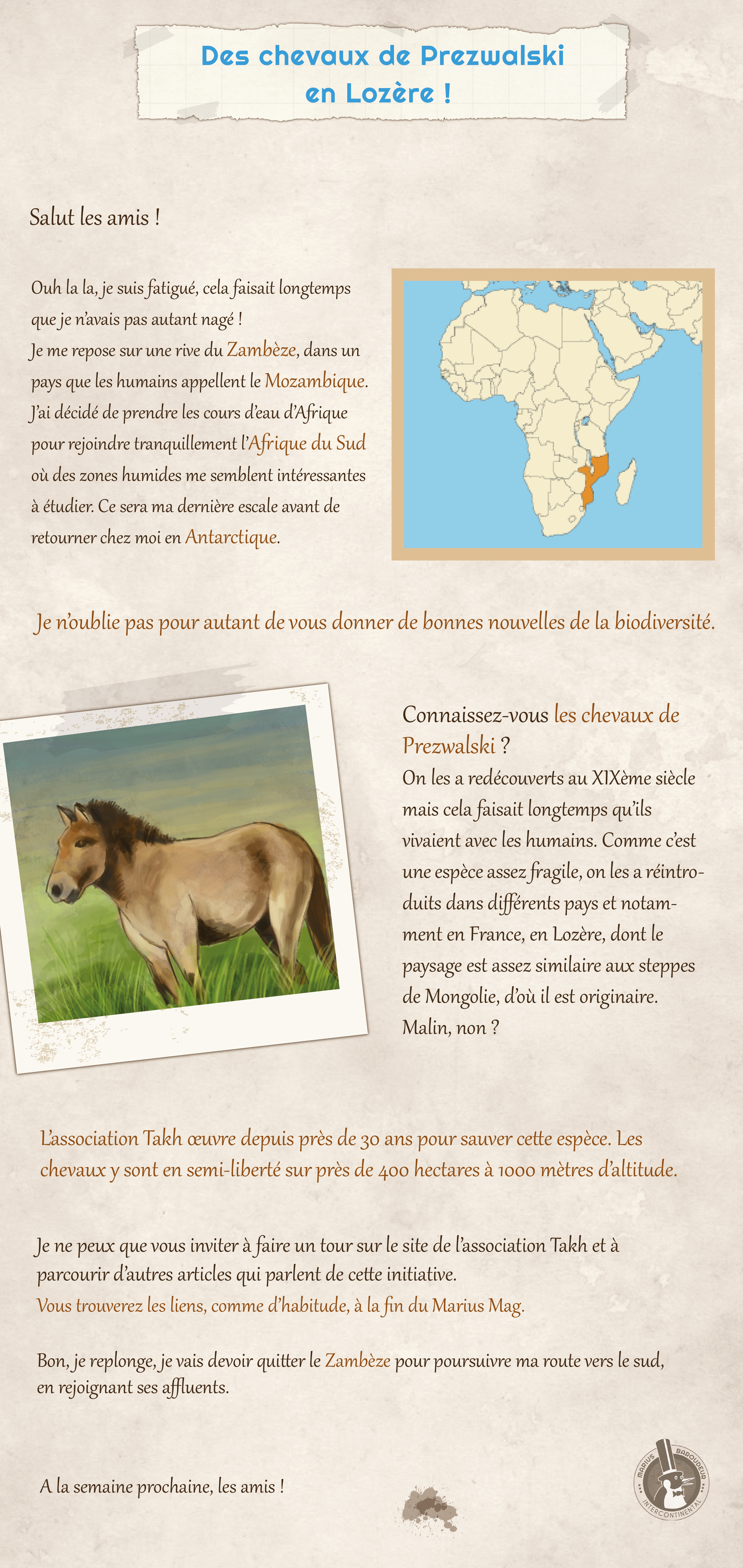 Des chevaux de Prezwalski