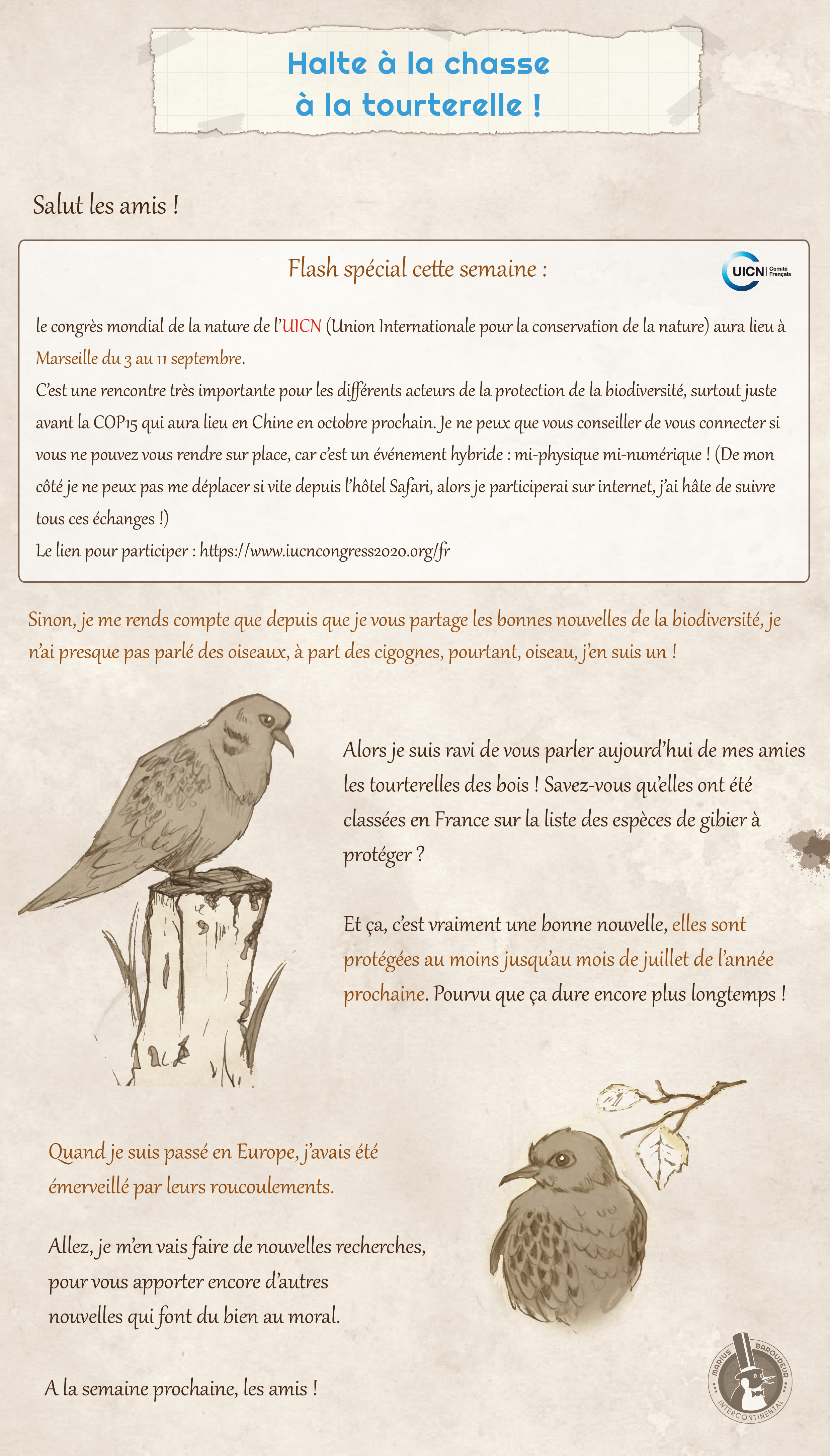 tourterelle des bois